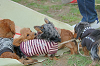 picnic_land_B-0132_thumb.png