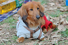 picnic_land_B-0144_thumb.png