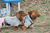 picnic_land_B-0147_thumb.png
