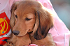 picnic_land_B-0163_thumb.png