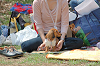 picnic_land_C-0020_thumb.png