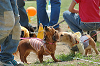 picnic_land_C-0029_thumb.png