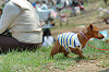 picnic_land_C-0063_thumb.png