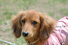 picnic_land_C-0069_thumb.png