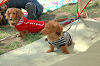 picnic_land_C-0081_thumb.png