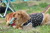 picnic_land_C-0082_thumb.png