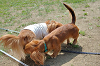picnic_land_C-0103_thumb.png