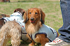 picnic_land_C-0106_thumb.png