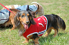 picnic_land_C-0108_thumb.png