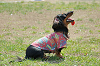 picnic_land_C-0111_thumb.png