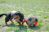 picnic_land_C-0114_thumb.png