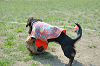 picnic_land_C-0115_thumb.png
