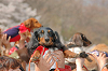 picnic_land_C-0122_thumb.png