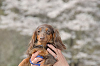 picnic_land_C-0129_thumb.png