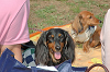 picnic_land_C-0131_thumb.png