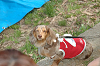 picnic_land_C-0178_thumb.png