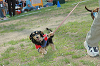 picnic_land_C-0201_thumb.png