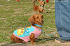 picnic_land_C-0203_thumb.png