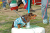picnic_land_C-0243_thumb.png