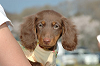 picnic_land_C-0262_thumb.png