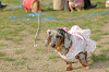 picnic_land_C-0290_thumb.png