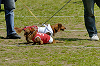 picnic_land_D-0028_thumb.png