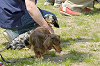 picnic_land_D-0036_thumb.png