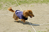 picnic_land_D-0075_thumb.png