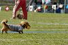 picnic_land_D-0095_thumb.png