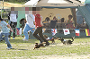 picnic_land_D-0143_thumb.png