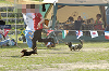 picnic_land_D-0144_thumb.png