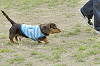 picnic_land_D-0213_thumb.png
