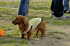 picnic_land_D-0217_thumb.png