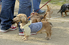 picnic_land_D-0220_thumb.png