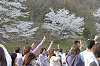 picnic_land_D-0223_thumb.png