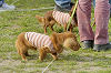 picnic_land_D-0224_thumb.png