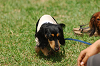 paw_meeting_A-001_thumb.png
