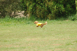 paw_meeting_A-003.jpg