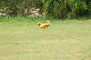paw_meeting_A-004_thumb.png