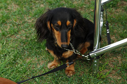 paw_meeting_A-007.jpg