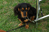 paw_meeting_A-007_thumb.png