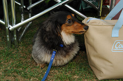 paw_meeting_A-010.jpg