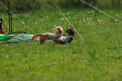 paw_meeting_A-011.jpg