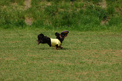 paw_meeting_A-016.jpg