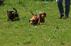 paw_meeting_A-019_thumb.png