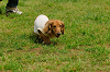paw_meeting_A-020_thumb.png