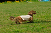paw_meeting_A-021_thumb.png
