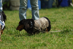 paw_meeting_A-023.jpg