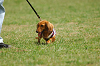 paw_meeting_A-024_thumb.png