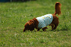 paw_meeting_A-025_thumb.png
